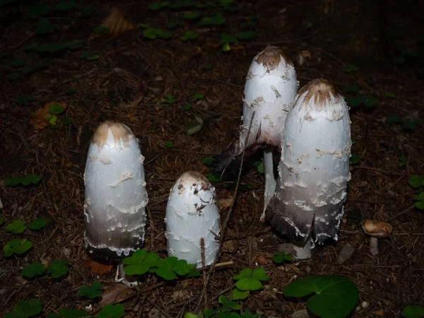 Crinière Shaggy Sur Sol Forestier Une Forêt Conifères — Photo