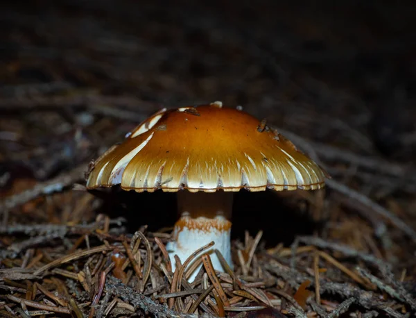 Mushroom on the forest floor of a coniferous forest