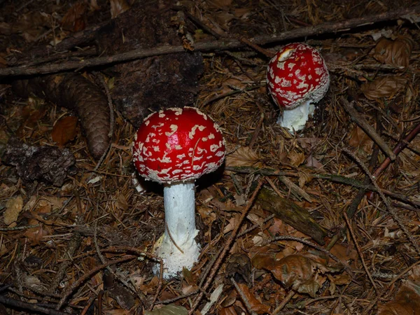 Fly agaric on the forest floor of a coniferous forest