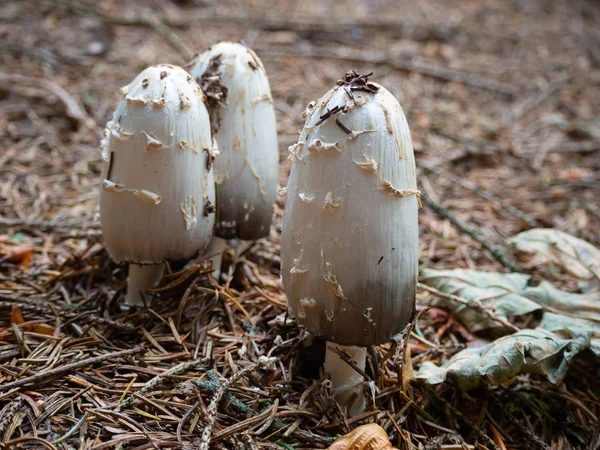 Lomo Lanudo Suelo Del Bosque Bosque Coníferas — Foto de Stock