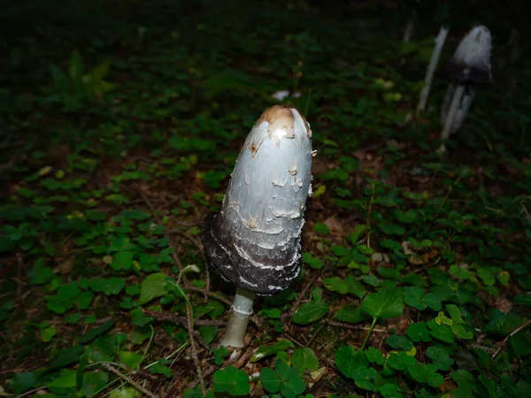 Lomo Lanudo Suelo Del Bosque Bosque Coníferas — Foto de Stock