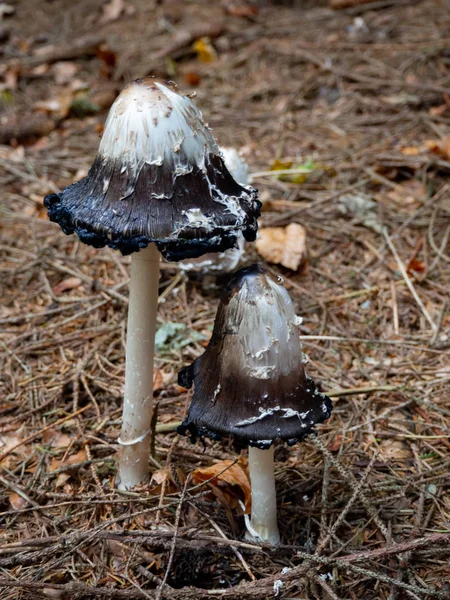 Lomo Lanudo Suelo Del Bosque Bosque Coníferas — Foto de Stock