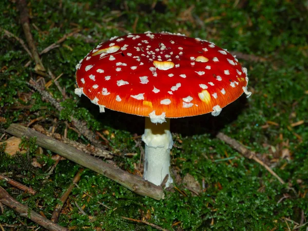 Fliegenpilz Auf Dem Waldboden Eines Nadelwaldes — Stockfoto