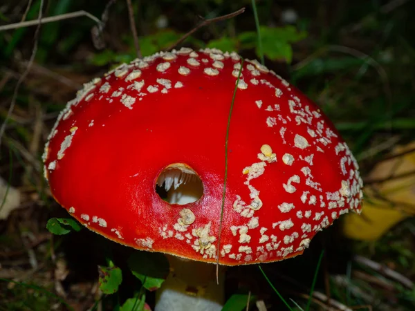 Fliegenpilz Auf Dem Waldboden Eines Nadelwaldes — Stockfoto