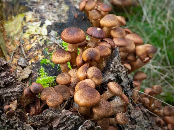 Grupa Armillaria Gruntach Leśnych — Zdjęcie stockowe