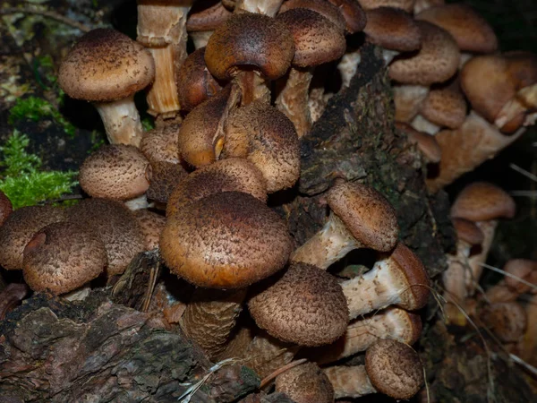 Group of armillaria on forest ground