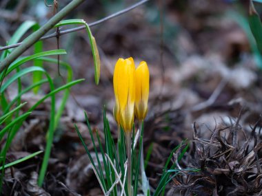 Baharda sarı krukus grubu