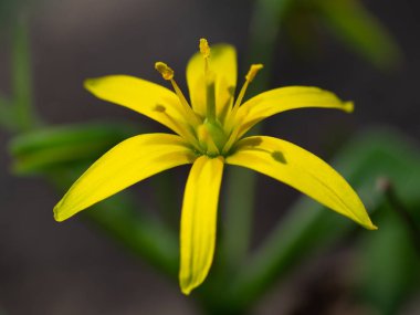 Yazın Beytüllahim 'in sarı yıldızı