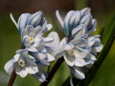 Baharda çayırda çizgili ciyak.