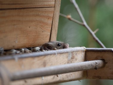House mouse steals birdseed in a birdhouse clipart