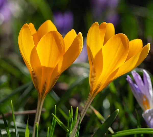 Group of blooming yellow crocus in meadow — Stock Photo, Image