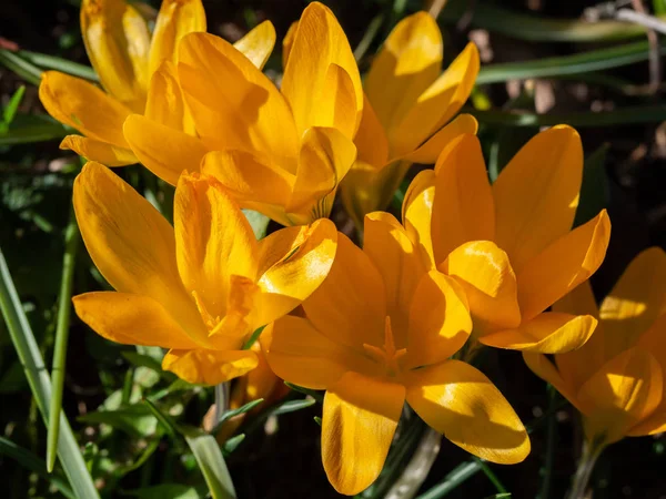 Groupe de crocus jaunes en fleurs dans la prairie — Photo