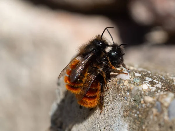 Tiempo de apareamiento de la abeja albañil en primavera — Foto de Stock