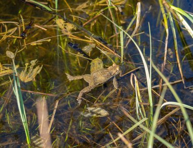 Temiz suyla dolu bir gölette Avrupa kurbağası