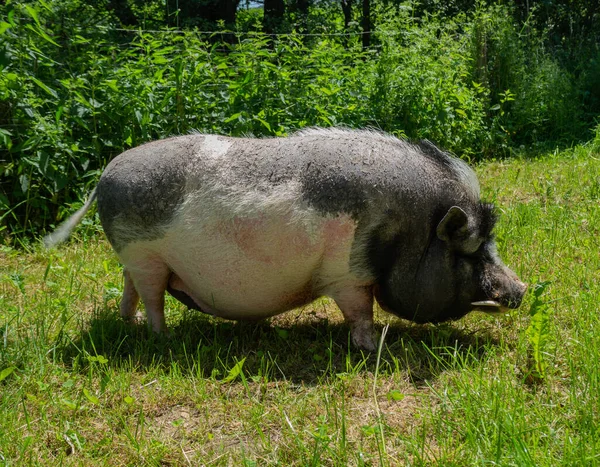 Pot Bellied Pig Farm Meadow — Stock Photo, Image