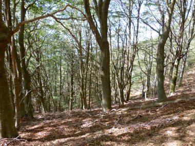 ağaçlar dağlarda yaz aylarında dağlara Katalan bölgesi, İspanya İç çekilmiş fotoğrafı
