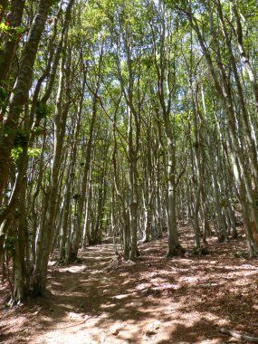ağaçlar dağlarda yaz aylarında dağlara Katalan bölgesi, İspanya İç çekilmiş fotoğrafı