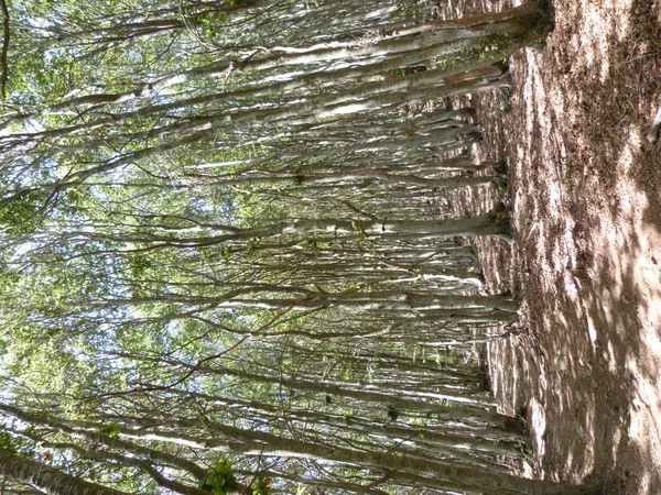 Árvores Nas Montanhas Foto Tirada Verão Nas Montanhas Interior Região — Fotografia de Stock