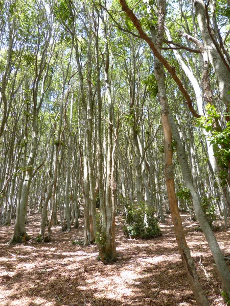 Árvores Nas Montanhas Foto Tirada Verão Nas Montanhas Interior Região — Fotografia de Stock