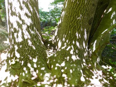 Ağaç kabuğu arasında ışık ve gölge