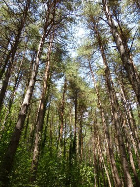 ağaçlar Montseny Katalan dağlarında