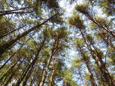 ağaçlar Montseny Katalan dağlarında