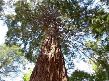 ağaçlar Montseny Katalan dağlarında