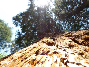 ağaçlar Montseny Katalan dağlarında