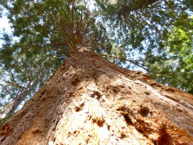 ağaçlar Montseny Katalan dağlarında