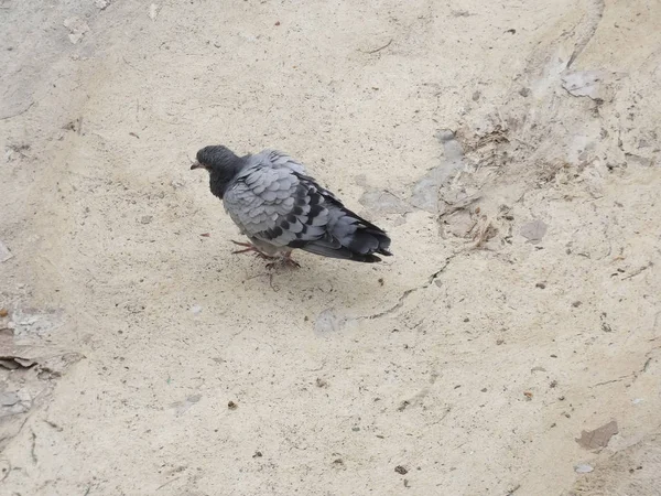 Tauben Fressen Vom Boden Einer Stadt — Stockfoto