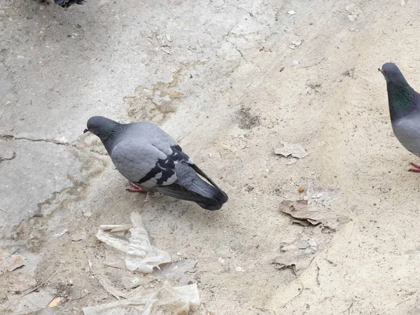 Pigeons Eating Ground City — Stock Photo, Image
