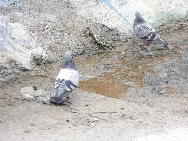 Tauben Fressen Vom Boden Einer Stadt — Stockfoto