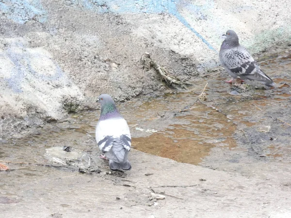 Tauben Fressen Vom Boden Einer Stadt — Stockfoto