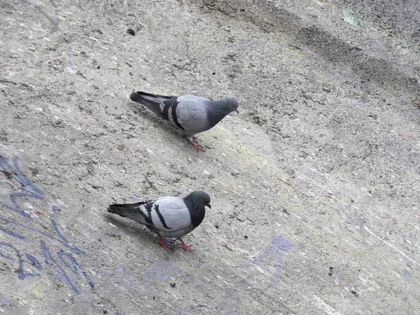 Tauben Die Auf Dem Boden Einer Stadt Fressen Foto Aufgenommen — Stockfoto