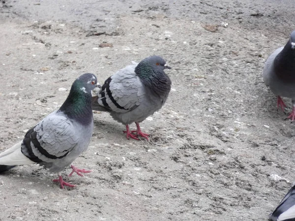 Des Pigeons Mangeant Sur Sol Une Ville Photo Prise Barcelone — Photo