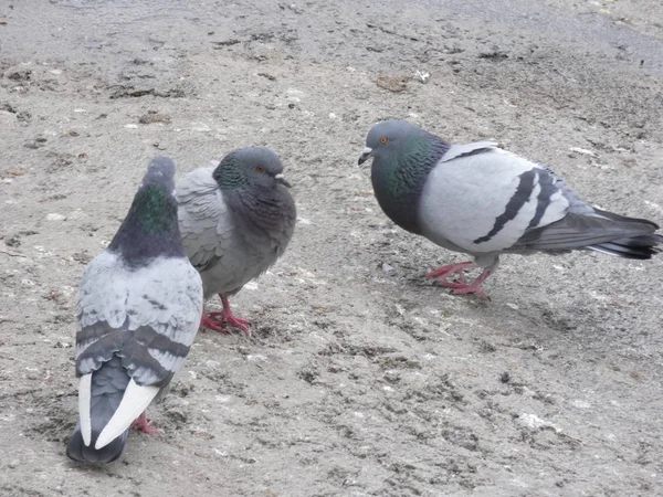 Palomas Comiendo Suelo Una Ciudad Fotografía Tomada Barcelona Cataluña España — Foto de Stock