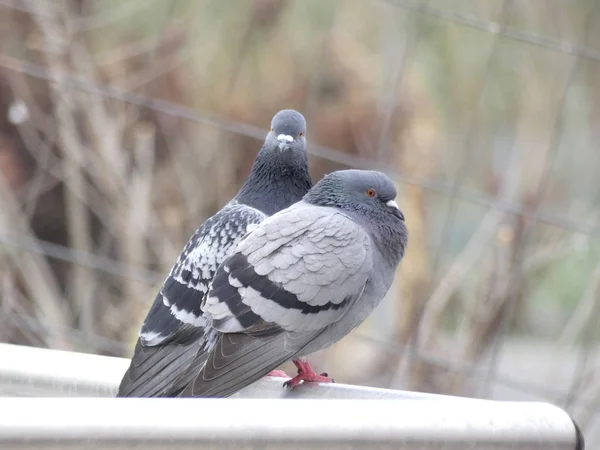 Tauben Die Auf Dem Boden Einer Stadt Fressen Foto Aufgenommen — Stockfoto