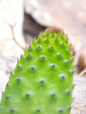 ilkbaharda dikenli armut kürek, yoğun yeşil renk