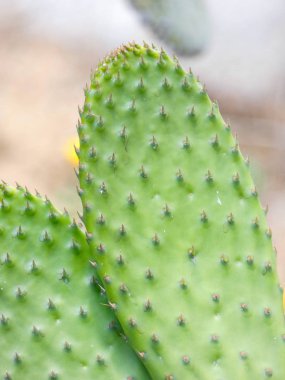 ilkbaharda dikenli armut kürek, yoğun yeşil renk