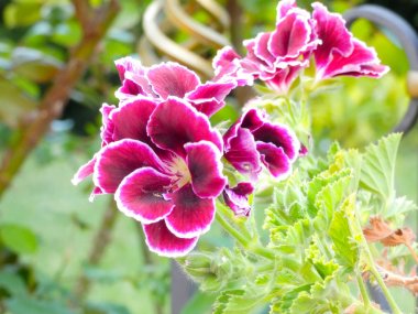 Akdeniz bölgesinde ilkbaharda bahçe çiçekleri