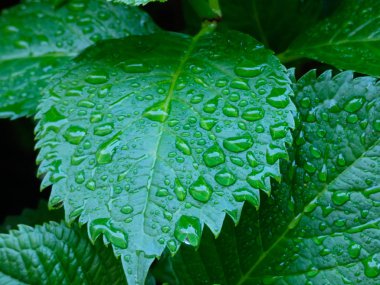 yoğun renk yeşil yaprakları, su damlaları serpilir