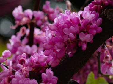 Bahar çiçekleri tam çiçek muhteşem