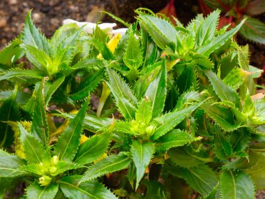 yoğun renk yeşil yaprakları, su damlaları serpilir