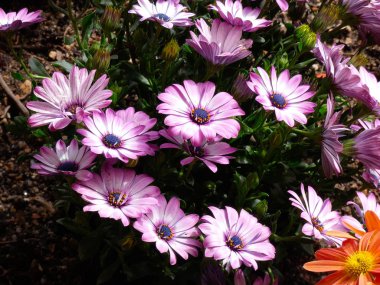 Bahar çiçekleri tam çiçek muhteşem