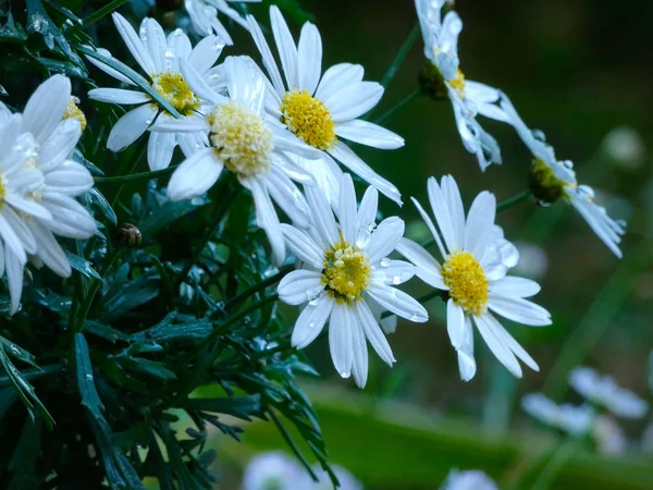 Kwiaty Ogrodowe Wiosną Rejonie Morza Śródziemnego — Zdjęcie stockowe
