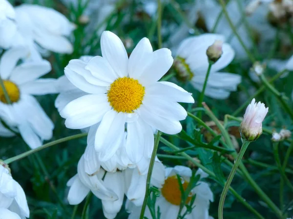 Flores Primavera Plena Flor Espetacular — Fotografia de Stock