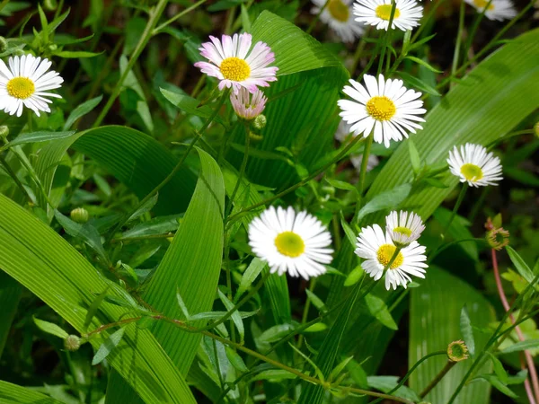 Flores Primavera Plena Flor Espetacular — Fotografia de Stock