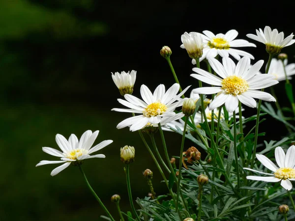 Lente Bloemen Volle Bloei Spectaculair — Stockfoto