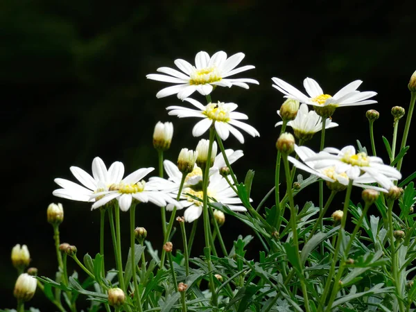 Flores Primavera Plena Flor Espetacular — Fotografia de Stock