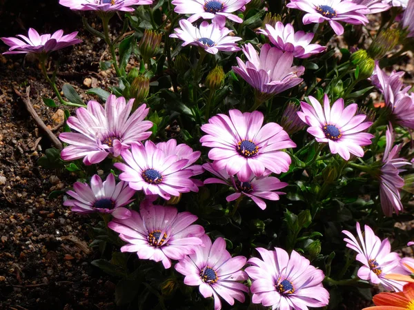 Vårblommor Full Blom Spektakulära — Stockfoto